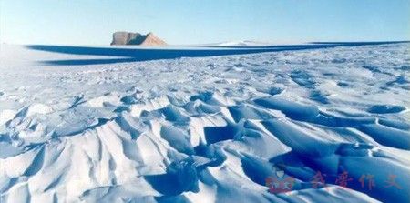 雪中的流浪猫优秀